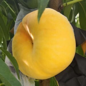 Zhongpan No. 21 Flat Peach (中蟠21号蟠桃)