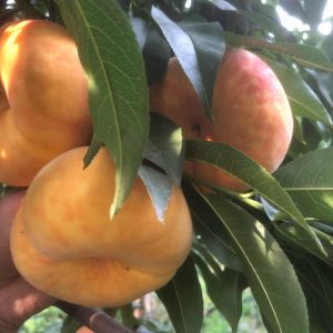 Zhongpan No. 21 Flat Peach (中蟠21号蟠桃)