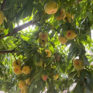 Zhongpan No. 7 Flat Peach (中蟠7号蟠桃)