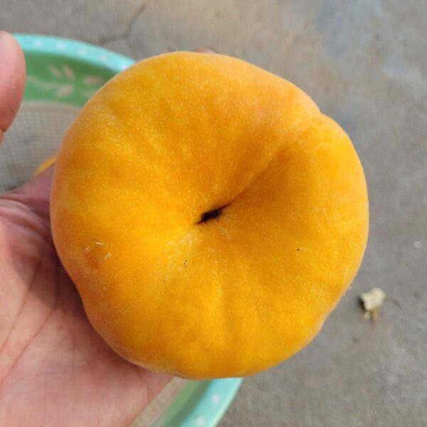 Zhongpan No. 7 Flat Peach (中蟠7号蟠桃) - Image 3