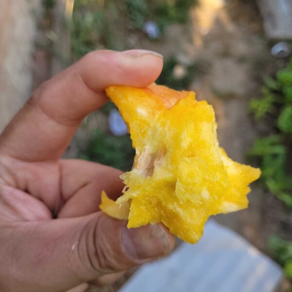 Zhongpan No. 7 Flat Peach (中蟠7号蟠桃) - Image 4