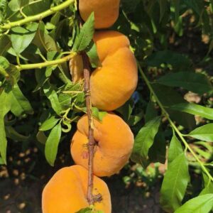 Zhongpan No. 9 Flat Peach (中蟠9号蟠桃)