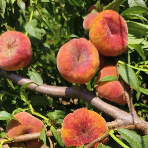 Zhongpan No. 9 Flat Peach (中蟠9号蟠桃) - Image 2
