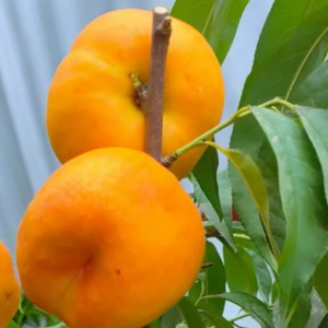 Fenghong Yellow Nectarine (丰红黄油桃)