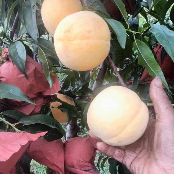 Kōgetsu Yellow Peach ( 光月黄桃) - Image 3