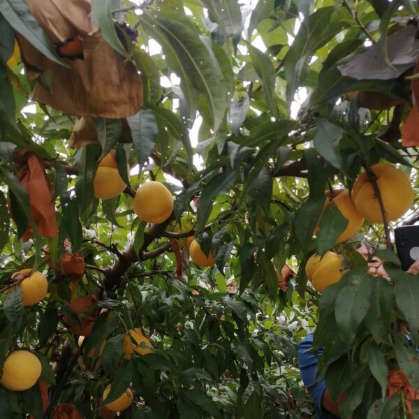 Kōgetsu Yellow Peach ( 光月黄桃) - Image 2