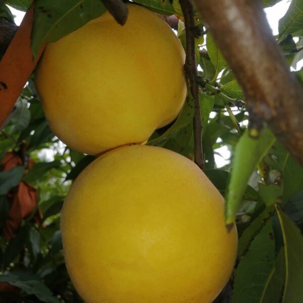 Kōgetsu Yellow Peach ( 光月黄桃)