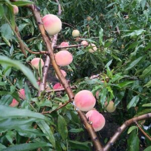 Dongfeng Winter Peach (冬丰冬桃)