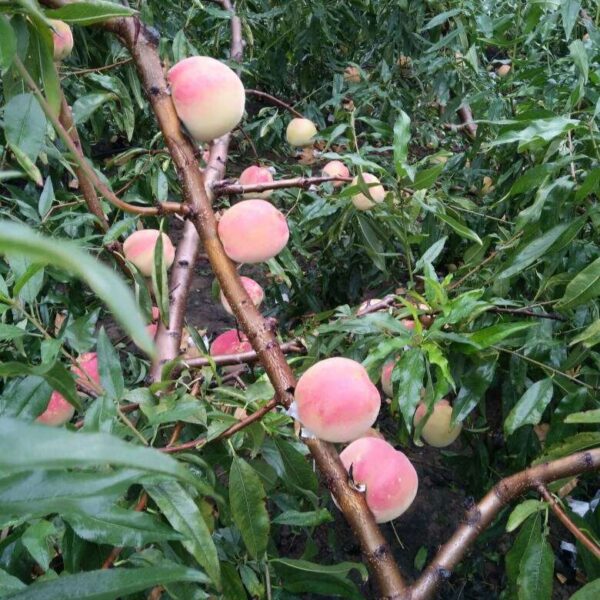 Dongfeng Winter Peach (冬丰冬桃)