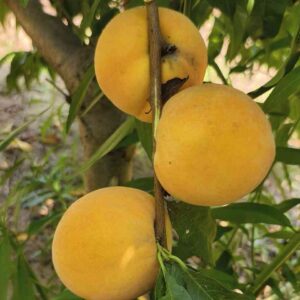 Youhuang Yellow Peach ( 友黄黄桃)