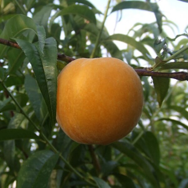 Tainung No. 11 Yellow Nectarine (台农11号黄油桃) - Image 2