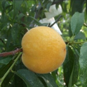 Tainung No. 11 Yellow Nectarine (台农11号黄油桃)