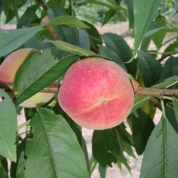 Tainung No. 4 Honey Peach (台农4号水蜜桃) - Image 2