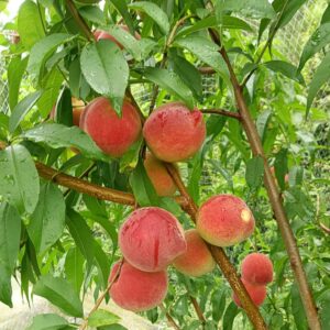 Tainung No. 4 Honey Peach (台农4号水蜜桃)