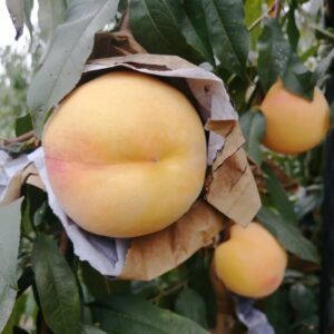 Mingyue Yellow Peach ( 名月黄桃)