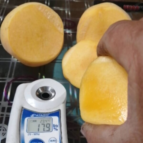 Mingyue Yellow Peach ( 名月黄桃) - Image 2