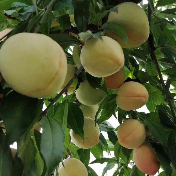 Shinchuan Nakajima Peach (新川中岛桃)