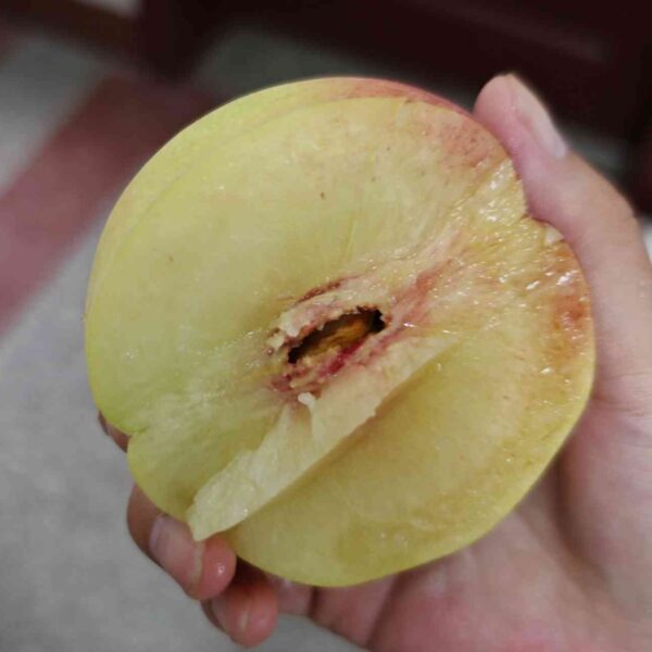 Shinchuan Nakajima Peach (新川中岛桃) - Image 2