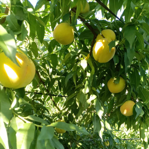 Japanese Golden Yellow Peach ( 日本黄金黄桃)