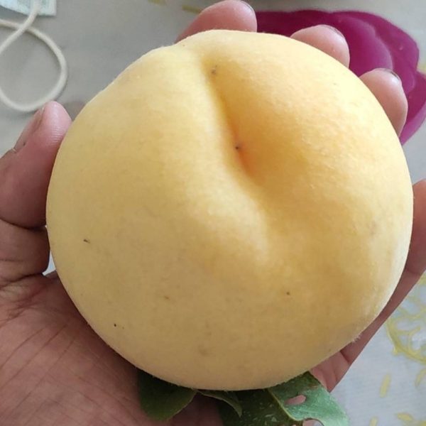 Japanese Golden Yellow Peach ( 日本黄金黄桃) - Image 2