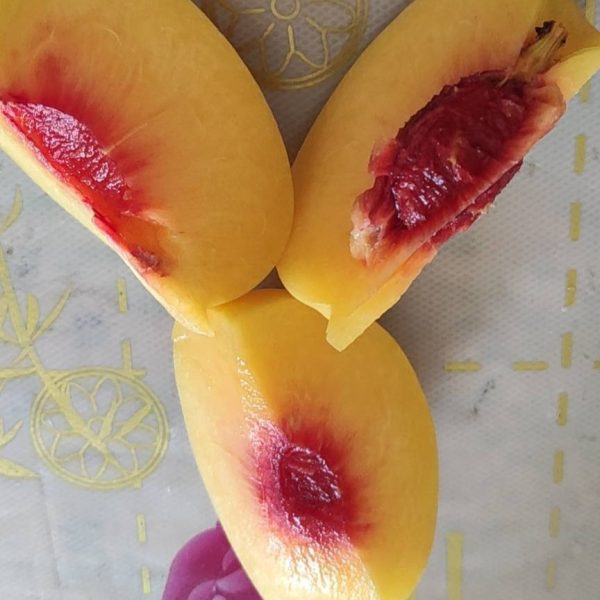 Japanese Golden Yellow Peach ( 日本黄金黄桃) - Image 3
