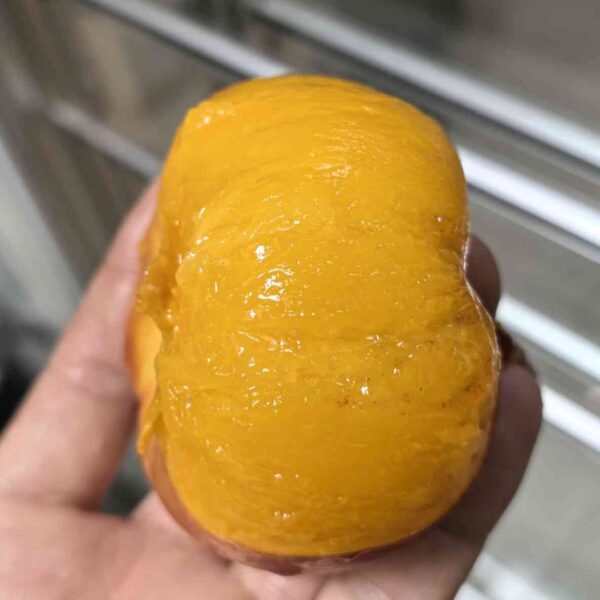 Jinxia Early Flat Nectarine (早金霞油蟠桃) - Image 2
