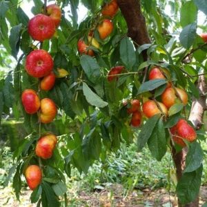 Jinxia Early Flat Nectarine (早金霞油蟠桃)