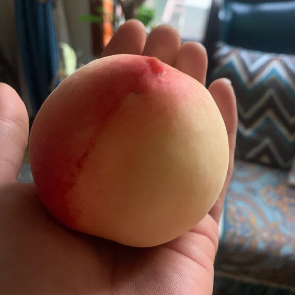 Chunxiao Honey Peach ( 春晓水蜜桃) - Image 3