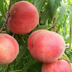 Chunxiao Honey Peach ( 春晓水蜜桃)