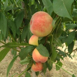 Chunhong Peach (春红桃)