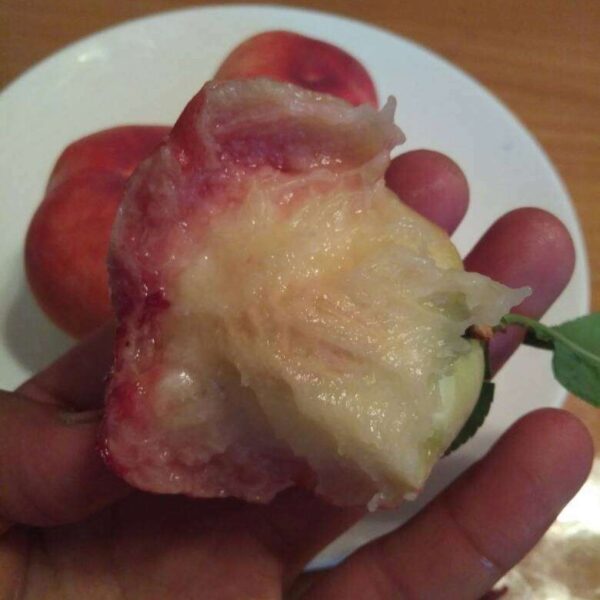 Chunhong Peach (春红桃) - Image 2