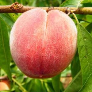 Chunmi Peach (春蜜桃)