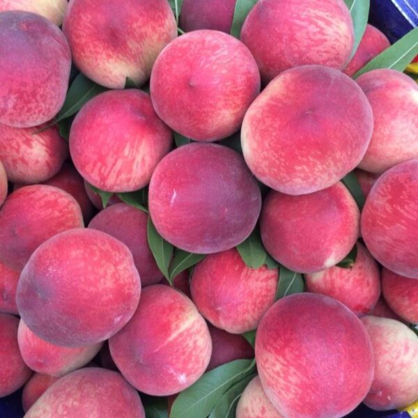 Chunmi Peach (春蜜桃) - Image 4
