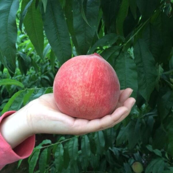 Chunmi Peach (春蜜桃) - Image 2