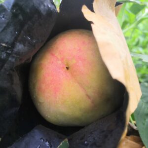 Late Hujing Honeydew Honey Peach (晚湖景蜜露水蜜桃)