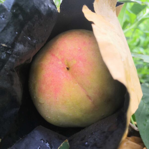 Late Hujing Honeydew Honey Peach (晚湖景蜜露水蜜桃)