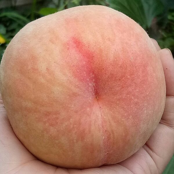 Late Hujing Honeydew Honey Peach (晚湖景蜜露水蜜桃) - Image 3