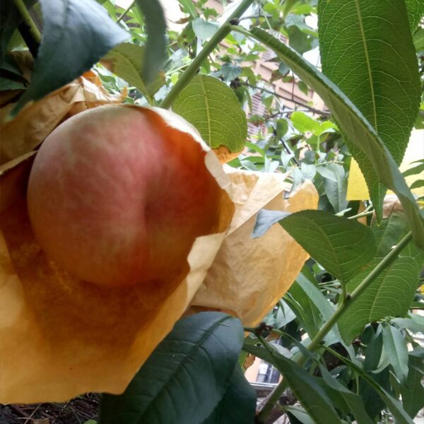 Late Hujing Honeydew Honey Peach (晚湖景蜜露水蜜桃) - Image 2