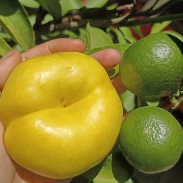 Jinxia Late Flat Nectarine (晚金霞油蟠桃) - Image 2
