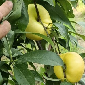 Jinxia Late Flat Nectarine (晚金霞油蟠桃)