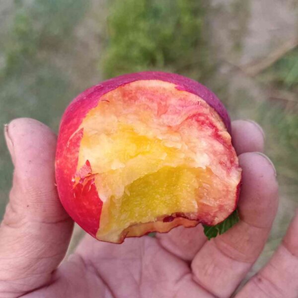 Shuguang Nectarine ( 曙光油桃) - Image 2