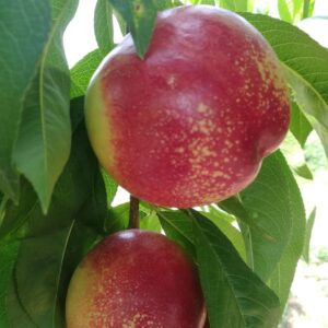 Shuguang Nectarine ( 曙光油桃)
