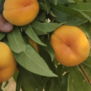 520 Extra-Early Yellow-Flesh Flat Peach (520极早黄蟠桃)