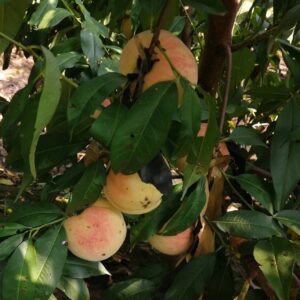 Mizu Honey Peach ( 桃水水蜜桃)