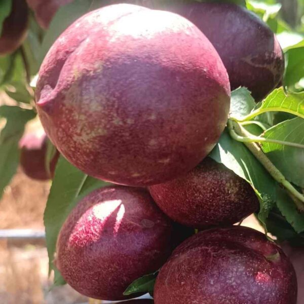 Hai'an Purple Peach (海安紫桃)