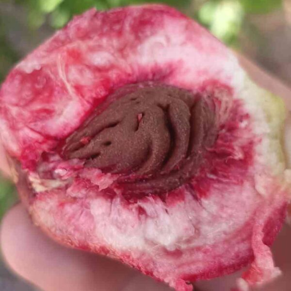 Hai'an Purple Peach (海安紫桃) - Image 2