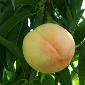 Fenghua Yulu Honey Peach (奉化玉露水蜜桃)