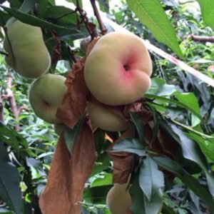 Yulu Flat Peach (玉露蟠桃)