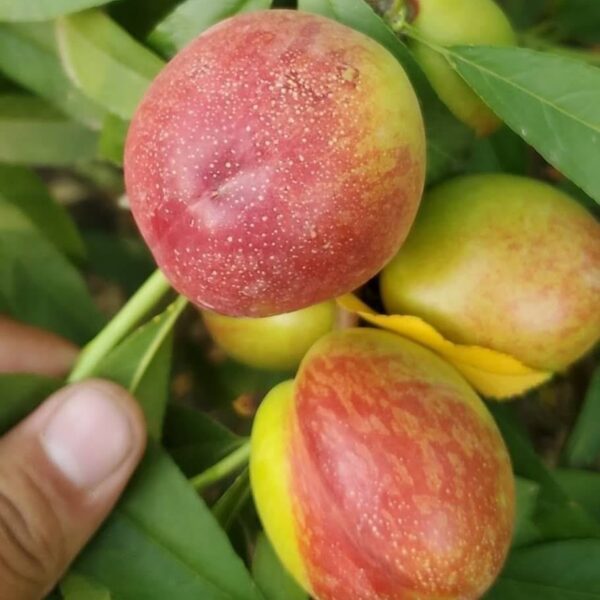 Zhongyou Pearl No. 0 Nectarine (中油珍珠0号油桃)