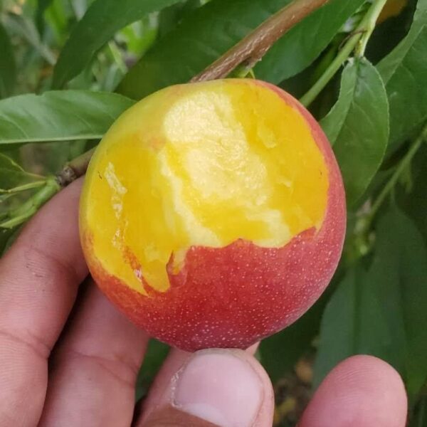 Zhongyou Pearl No. 0 Nectarine (中油珍珠0号油桃) - Image 2